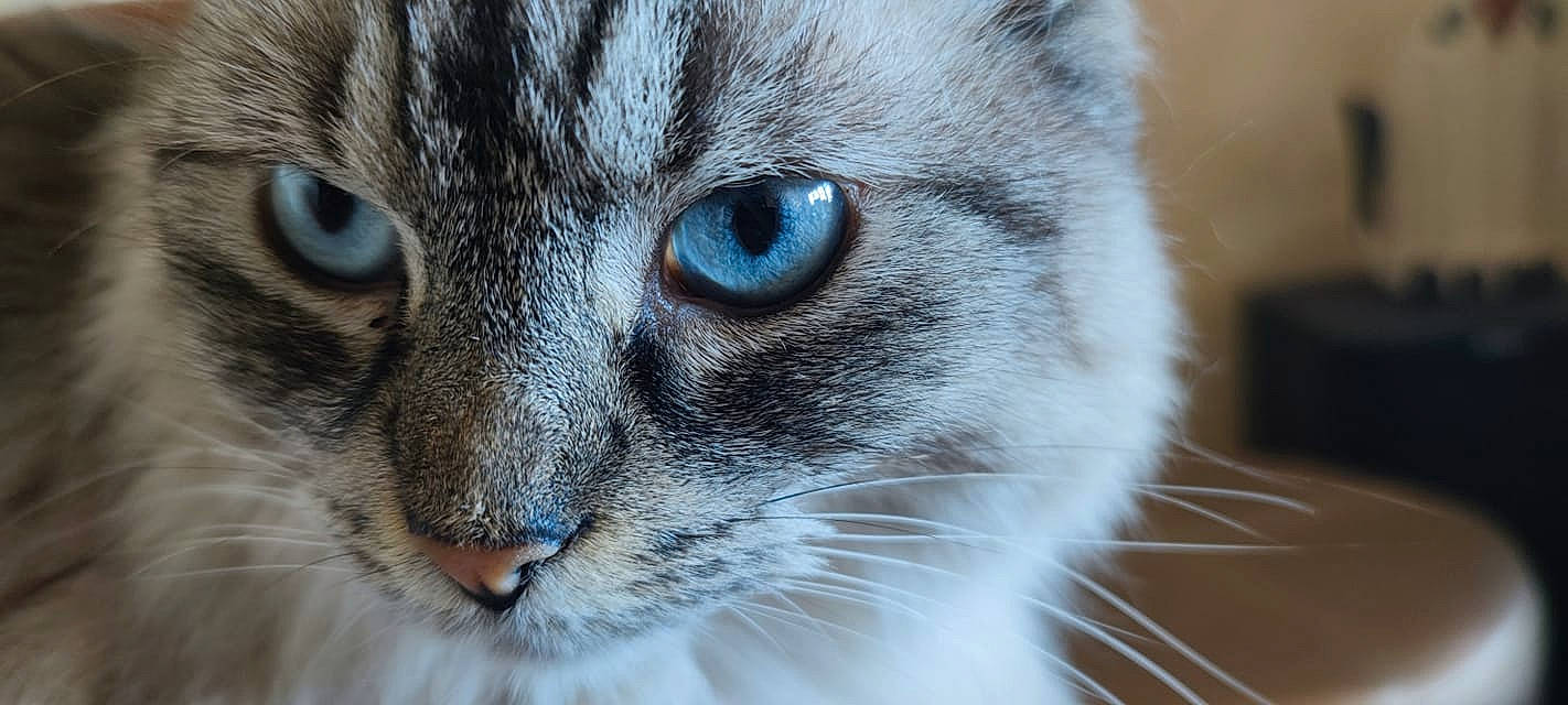 Gucci a rejoint le concours — aidez-le/la à gagner de superbes lots ! carnivore, cat, curious, domestic_short_haired_cat, ear, electric_blue, felidae, fur, iris, mammal, small_to_medium_sized_cats, snout, terrestrial_animal, vertebrate, whiskers, wildlife