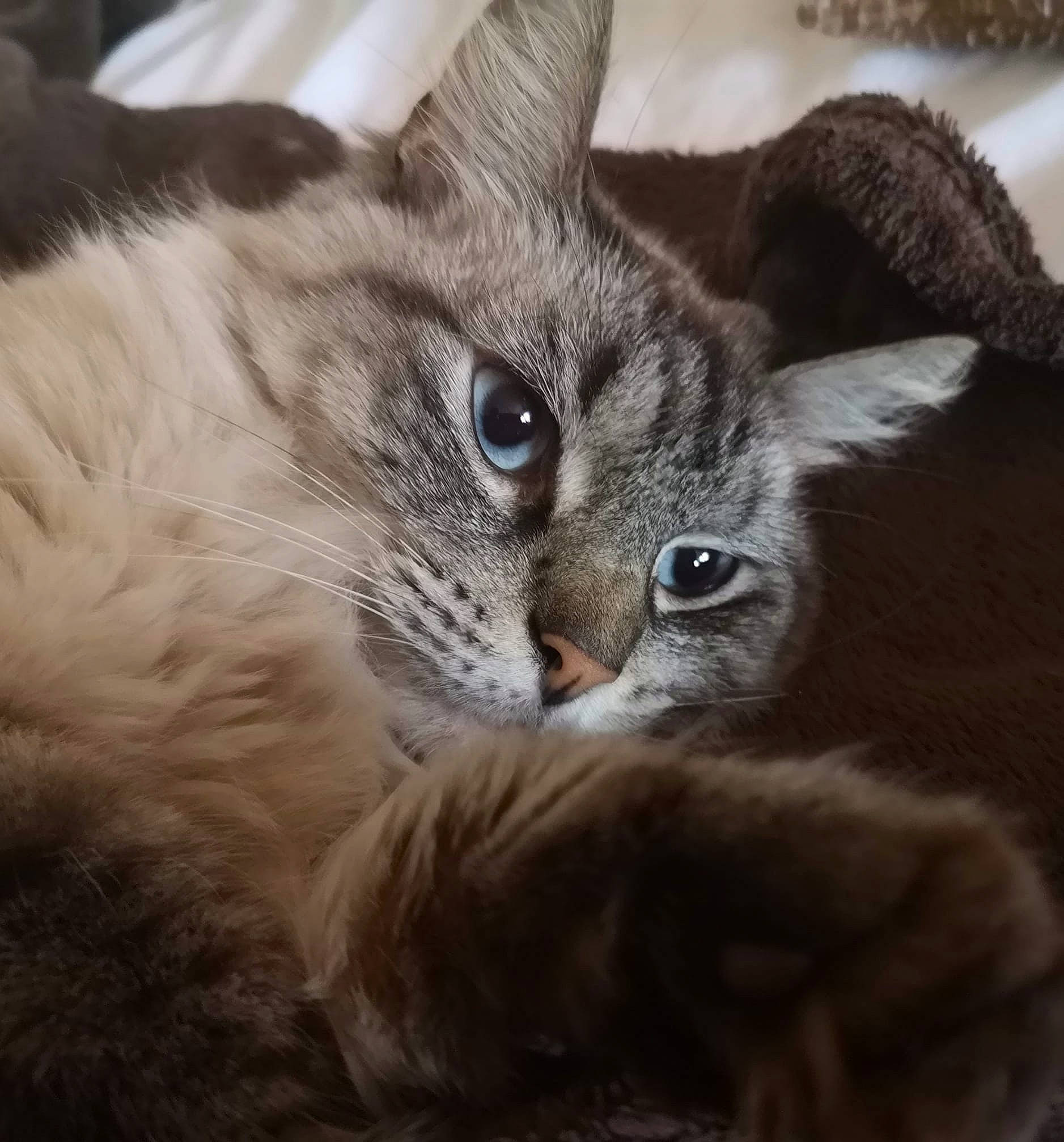 Gucci participe au concours pour gagner de l'argent avec cette photo : box, carnivore, cat, claw, close_up, domestic_short_haired_cat, felidae, fur, maine_coon, paw, photo_caption, siberian, small_to_medium_sized_cats, snout, terrestrial_animal, thai, tonkinese, whiskers, wildlife, window