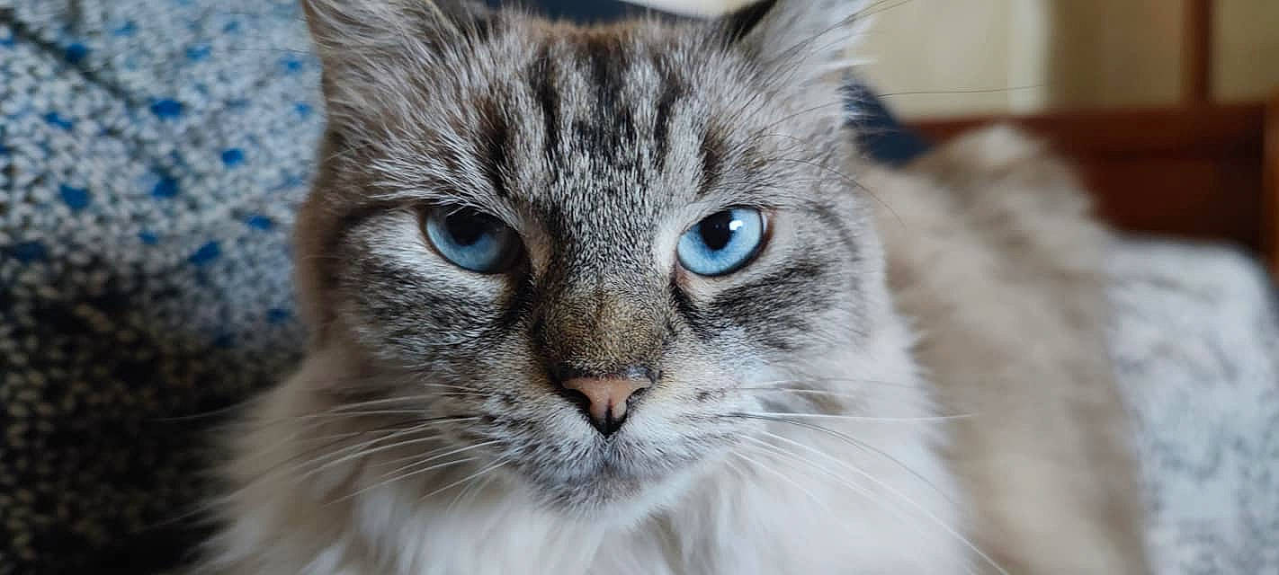 Gucci participe au concours pour gagner de l'argent avec cette photo : carnivore, cat, close_up, domestic_short_haired_cat, electric_blue, felidae, fur, small_to_medium_sized_cats, snout, terrestrial_animal, tree, whiskers, wildlife