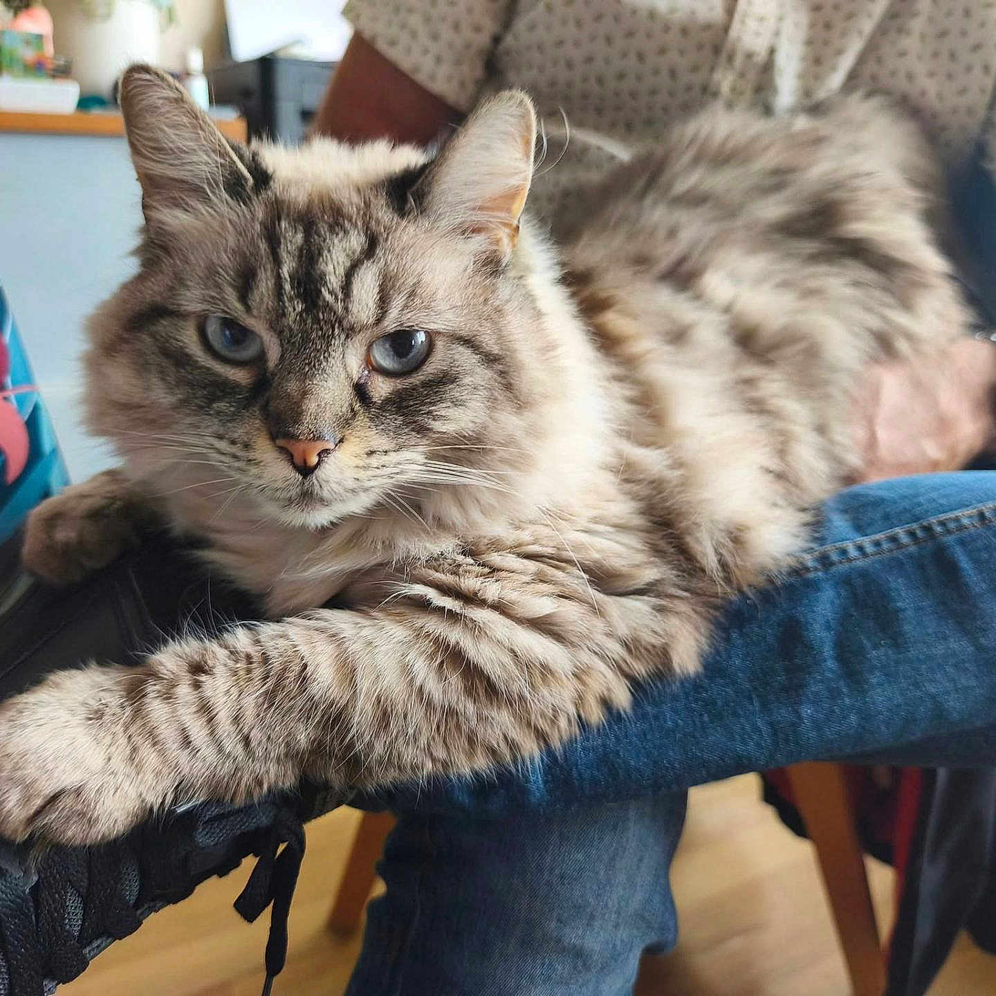 Gucci participe au concours pour gagner de l'argent avec cette photo : animal, blue_eyes, casual, cat, closeup, comfort, fluffy, fur, furniture, indoor, jeans, paw, person, pet, relaxed, shoe, sitting, striped, tattoo, watch