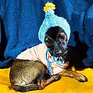Margotte a rejoint le concours — aidez-le/la à gagner de superbes lots ! dog, pet, clothing, hat, knit_hat, yellow_pom_pom, striped_shirt, brown_fur, black_fur, small_dog, indoor, portrait, curious, sitting, yellow_surface, blue_background, cute, animal, domestic_animal, cozy