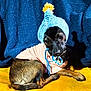 dog, pet, clothing, hat, knit_hat, yellow_pom_pom, striped_shirt, brown_fur, black_fur, small_dog, indoor, portrait, curious, sitting, yellow_surface, blue_background, cute, animal, domestic_animal, cozy