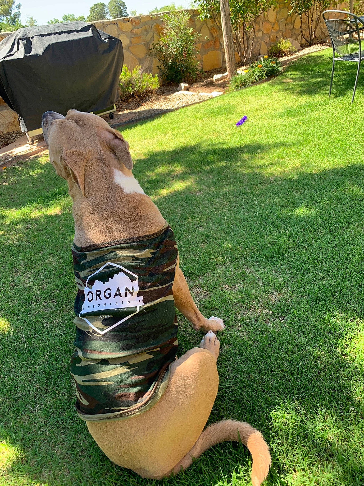 Sevro is registered to the contest to win money with this photo: abdomen, arm, grass, green, human_body, lawn, leg, leisure, plant, shorts, summer, tree, trunk, vacation