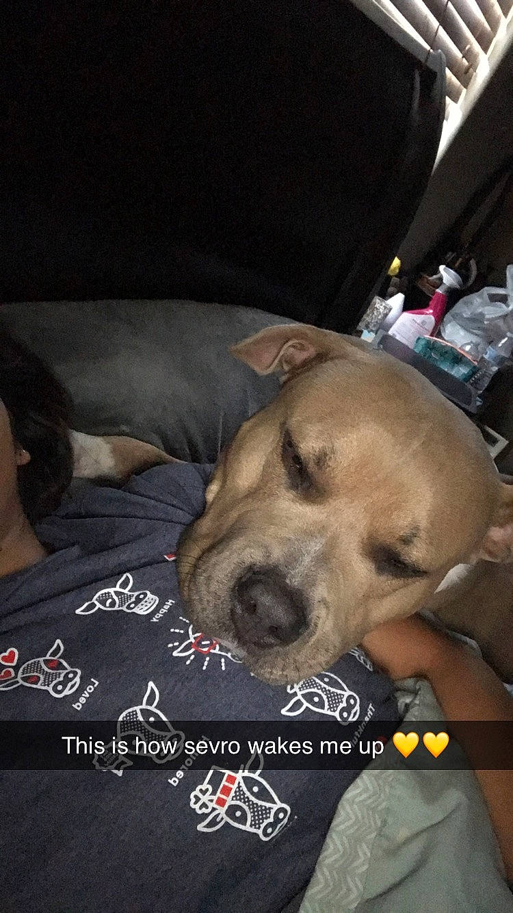 Sevro joined the competition — help win amazing prizes! beagador, black_mouth_cur, broholmer, canidae, carnivore, companion_dog, dog, dog_breed, fawn, fila_brasileiro, mammal, photo_caption, puppy, puppy_love, snout, sporting_group