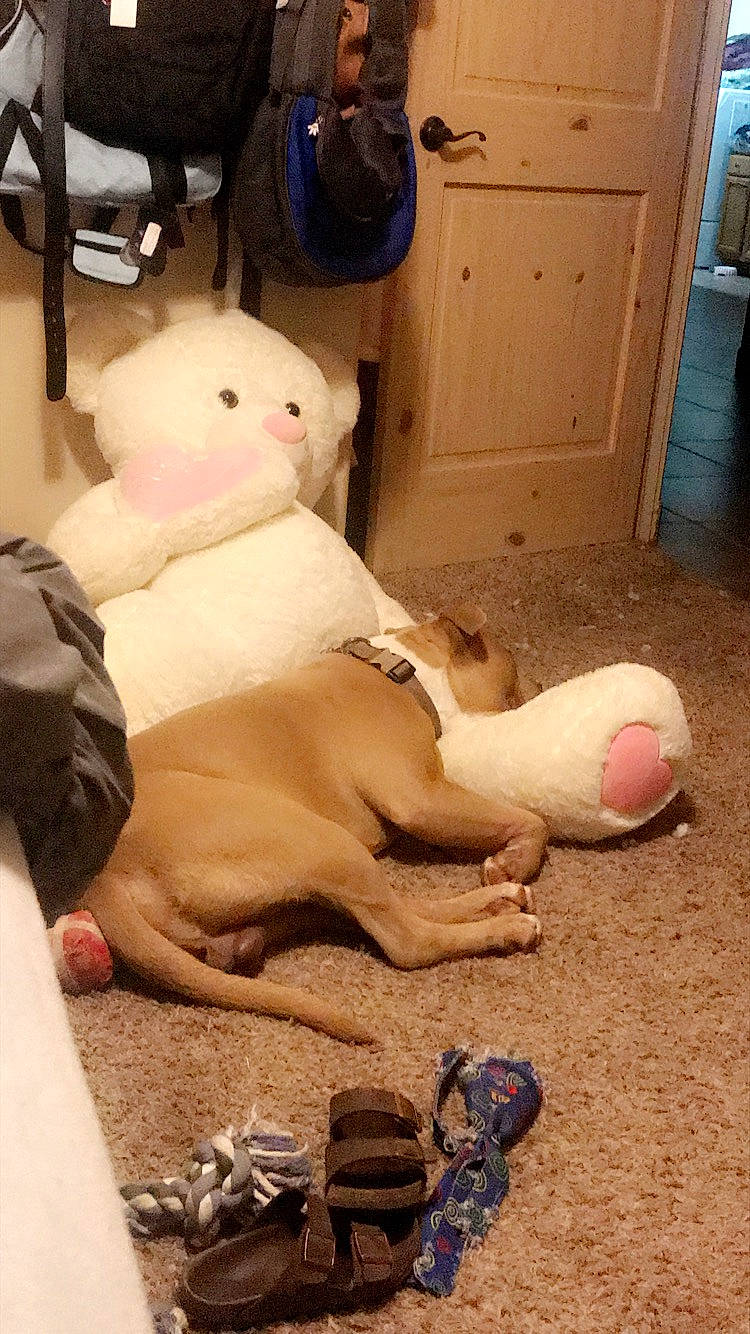 Sevro is registered to the contest to win money with this photo: american_bulldog, american_pit_bull_terrier, canidae, dog_breed, dogo_argentino, fawn, non_sporting_group