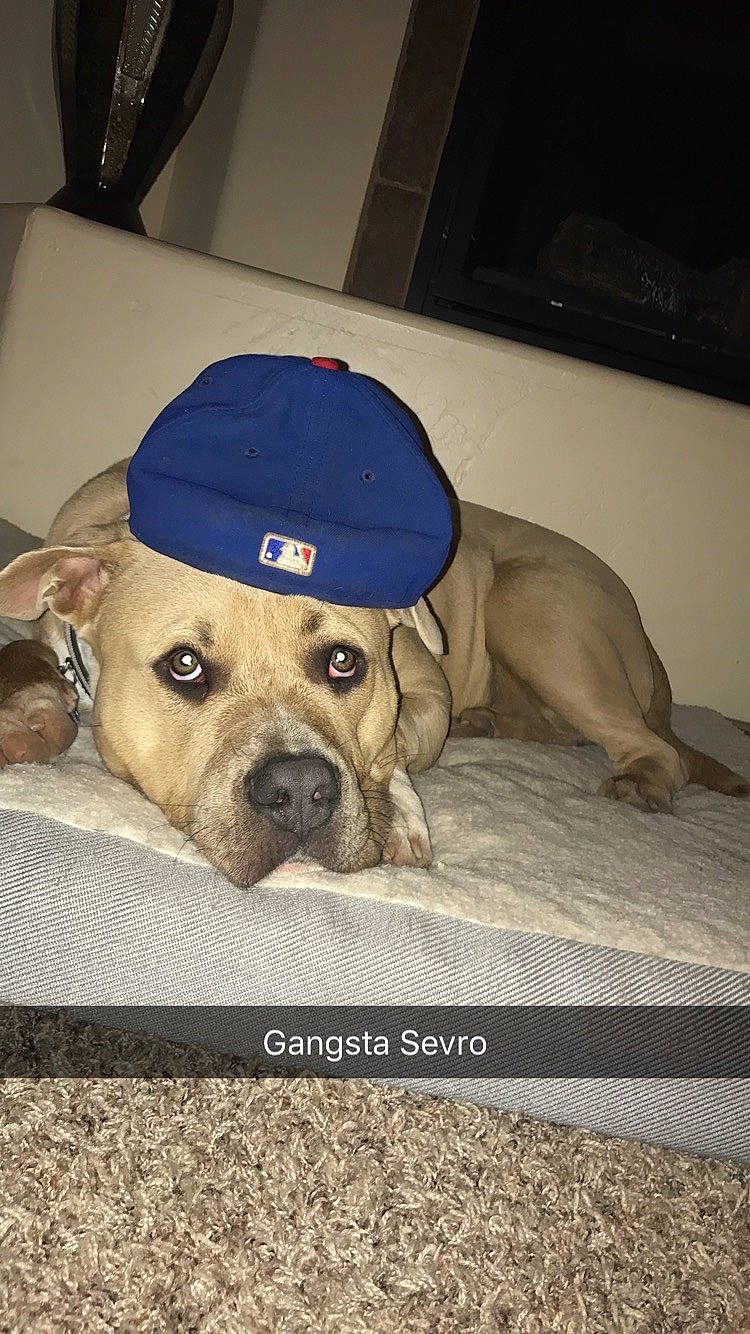 Sevro is registered to the contest to win money with this photo: black_mouth_cur, canidae, carnivore, dog, dog_breed, fawn, hat, headgear, labrador_retriever, mammal, personal_protective_equipment, snout, sporting_group, vertebrate