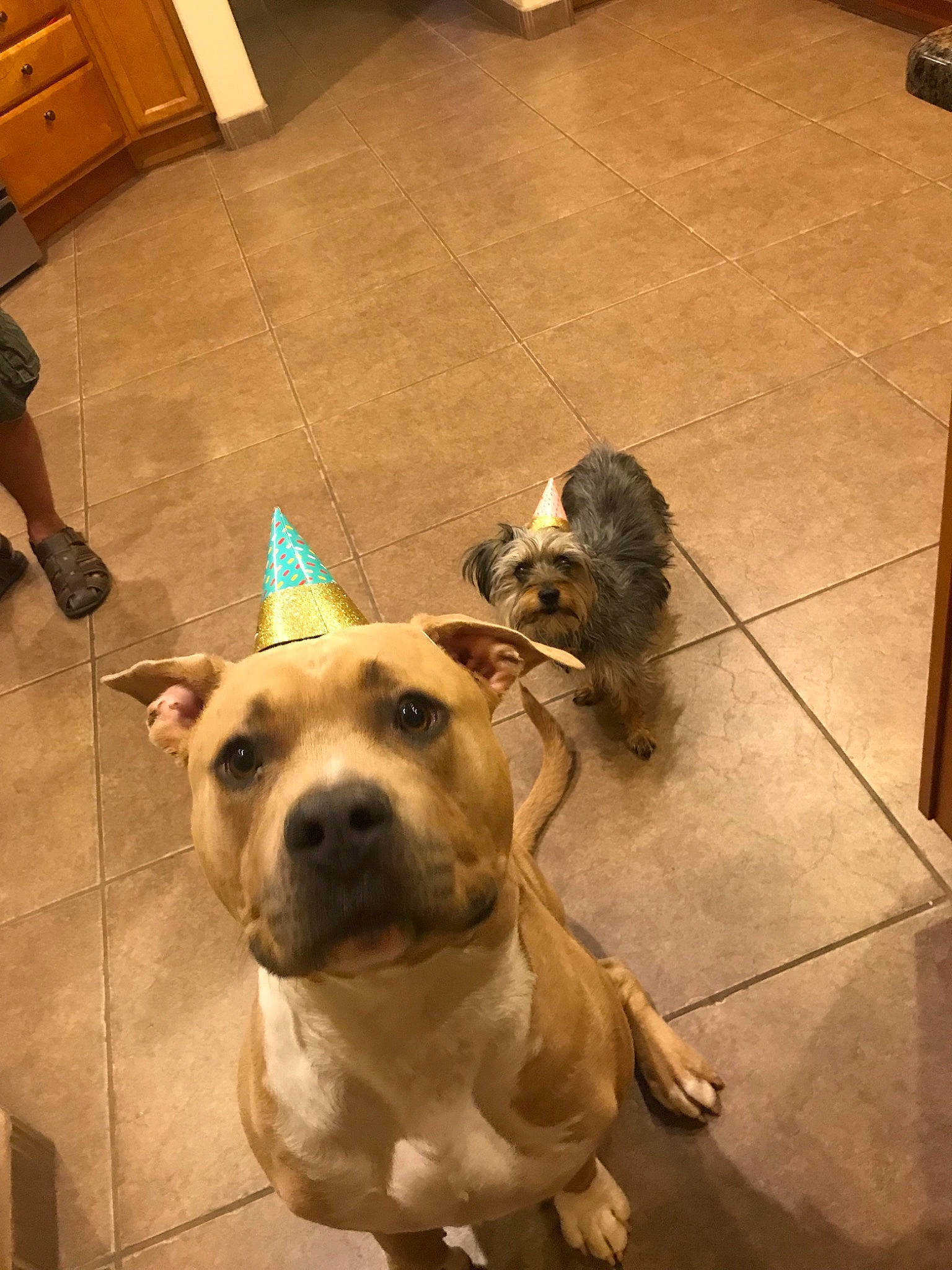 Sevro joined the competition — help win amazing prizes! american_bulldog, american_pit_bull_terrier, american_staffordshire_terrier, bulldog, canidae, carnivore, companion_dog, dog, dog_breed, fawn, mammal, non_sporting_group, olde_english_bulldogge, perro_de_presa_canario, perro_de_presa_mallorquin, pit_bull, snout, sporting_group, staffordshire_bull_terrier, vertebrate