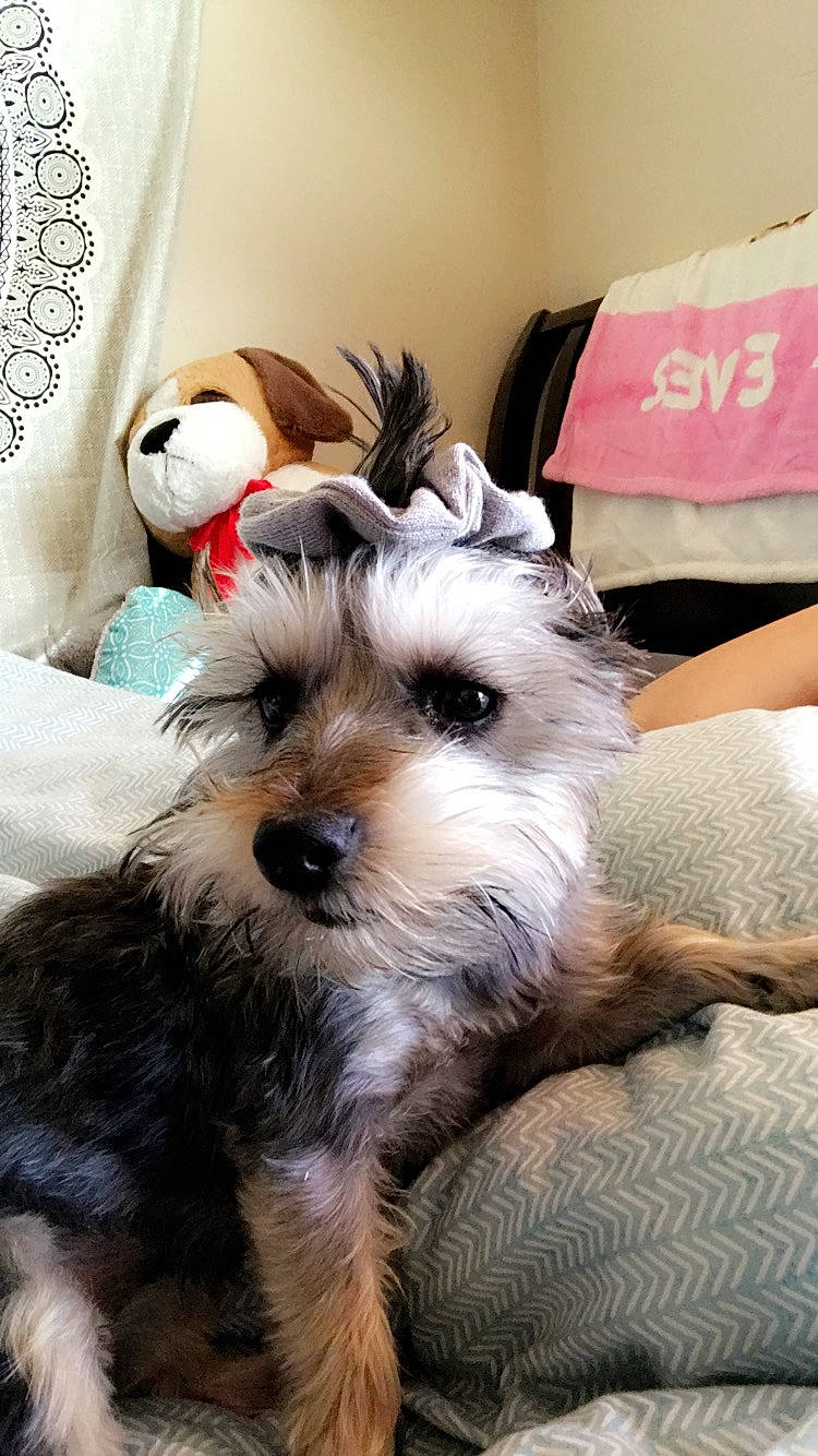 Lilo is registered to the contest to win money with this photo: biewer_terrier, canidae, carnivore, companion_dog, dog, dog_breed, maltepoo, mammal, miniature_schnauzer, morkie, puppy, puppy_love, rare_breed_dog, schnauzer, schnoodle, small_terrier, snout, terrier, vertebrate, yorkshire_terrier