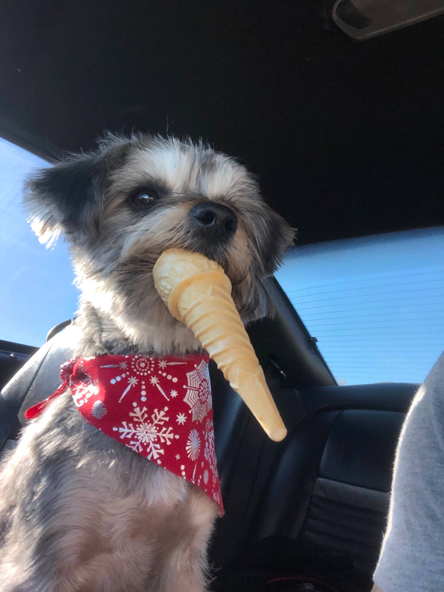 Lilo joined the competition — help win amazing prizes! affenpinscher, canidae, carnivore, companion_dog, dog, dog_breed, dog_clothes, fur, irish_soft_coated_wheaten_terrier, miniature_schnauzer, morkie, puppy, schnauzer, schnoodle, shih_tzu, snout, sporting_group, sporting_lucas_terrier, standard_schnauzer, terrier