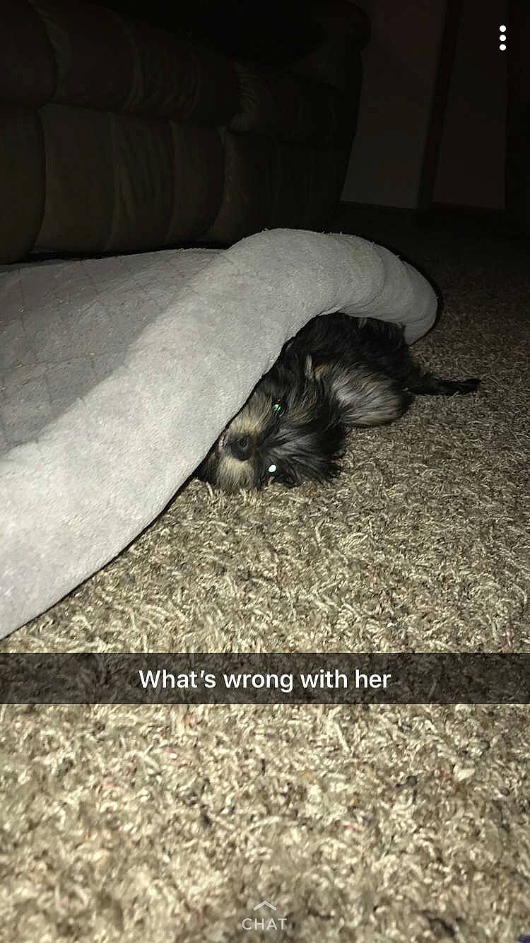 Lilo joined the competition — help win amazing prizes! cat, felidae, floor, kitten, muridae, rat, rodent, small_to_medium_sized_cats, tail, whiskers