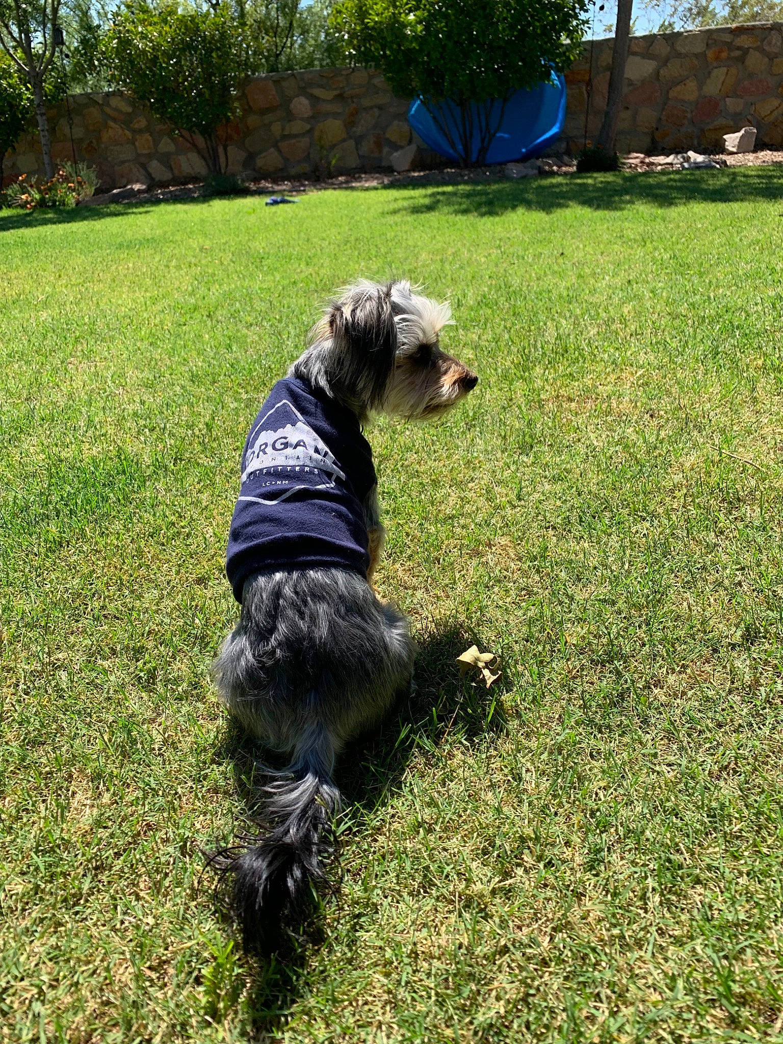 Lilo is registered to the contest to win money with this photo: canidae, carnivore, companion_dog, dog, dog_breed, grass, lawn, mammal, miniature_schnauzer, non_sporting_group, schnauzer, schnoodle, sporting_group, standard_schnauzer, terrier, tibetan_terrier, vertebrate