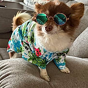 Roman is registered to the contest to win money with this photo: accessory, animal, chill, clothing, colorful, couch, cute, decor, dog, fashion, fur, home, indoor, living_room, pet, portrait, relaxing, small_dog, style, sunglasses