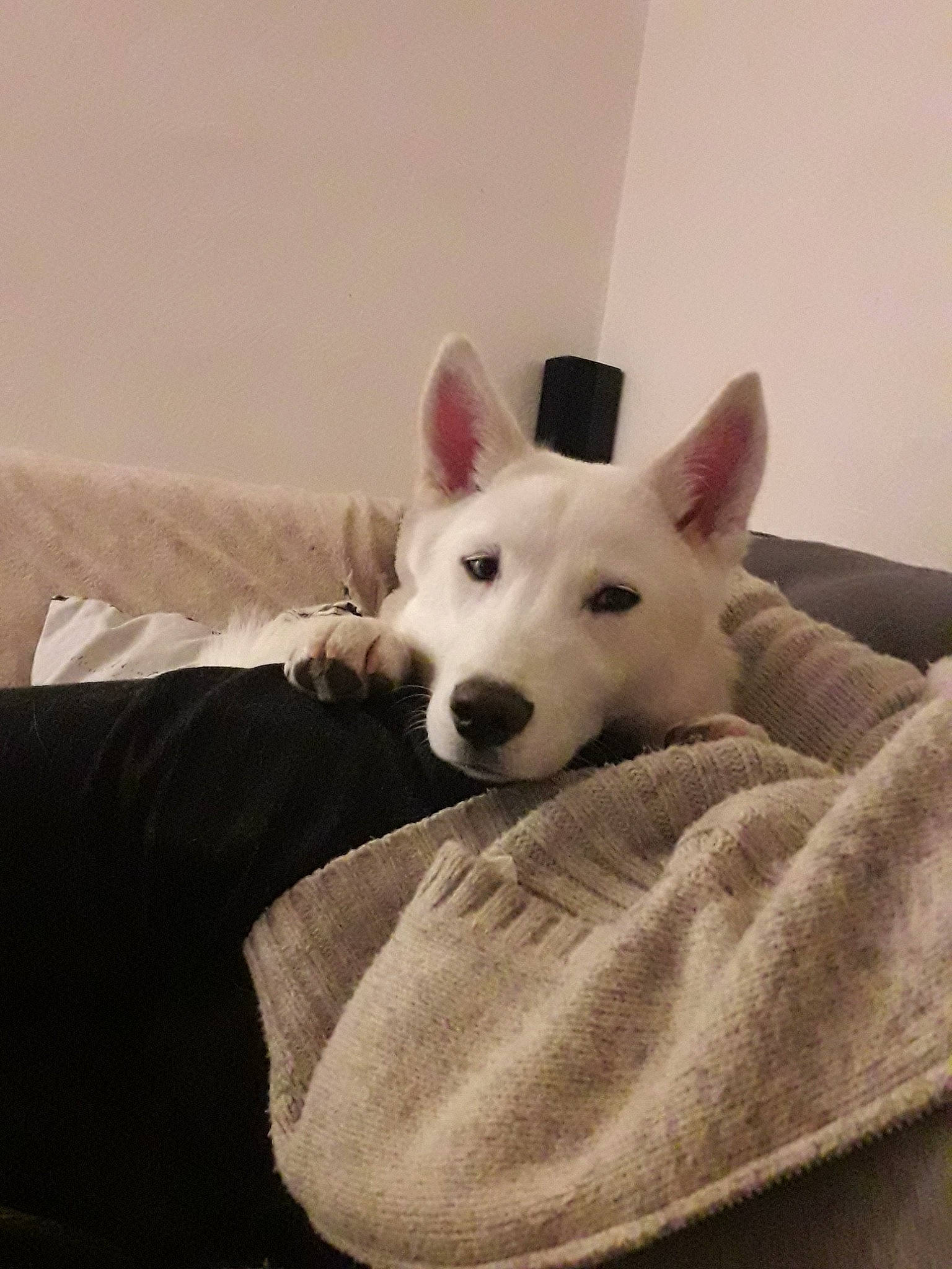 Haïko participe au concours pour gagner de l'argent avec cette photo : berger_blanc_suisse, canaan_dog, canidae, carnivore, dog, dog_breed, kishu, korean_jindo_dog, mammal, non_sporting_group, siberian_husky, vertebrate, white_shepherd