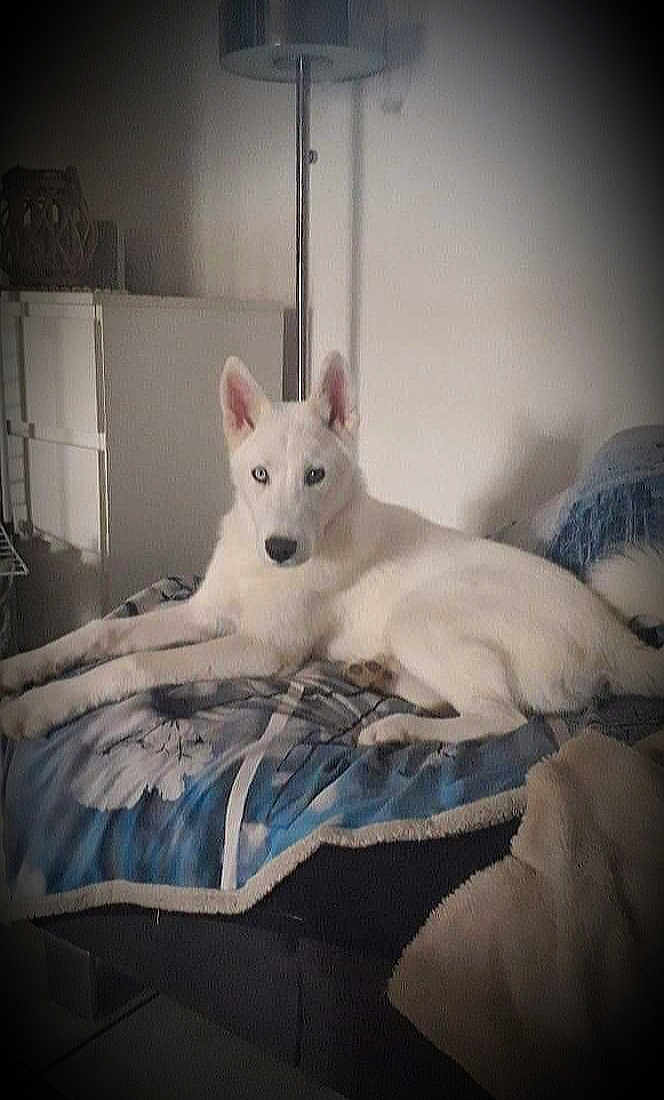 Haïko
