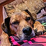 Harley joined the competition — help win amazing prizes! dog, pet, sleepy, resting, indoor, blanket, striped, brown, canine, closeup, face, paw, cozy, furniture, tapestry, wooden_wall, relaxed, comfort, animal, nose