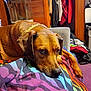 Harley joined the competition — help win amazing prizes! dog, brown_dog, indoor, blanket, striped_blanket, resting, pet, canine, fur, collar, wooden_closet, clothes, coat_hanger, purple_carpet, furniture, relaxed, closeup, animal, household, comfort