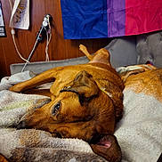 Harley joined the competition — help win amazing prizes! dog, brown_dog, blanket, couch, indoor, wooden_wall, flag, drawing, resting, pet, fur, relaxed, animal, collar, side_view, cozy, home, comfort, soft_texture, laying_down