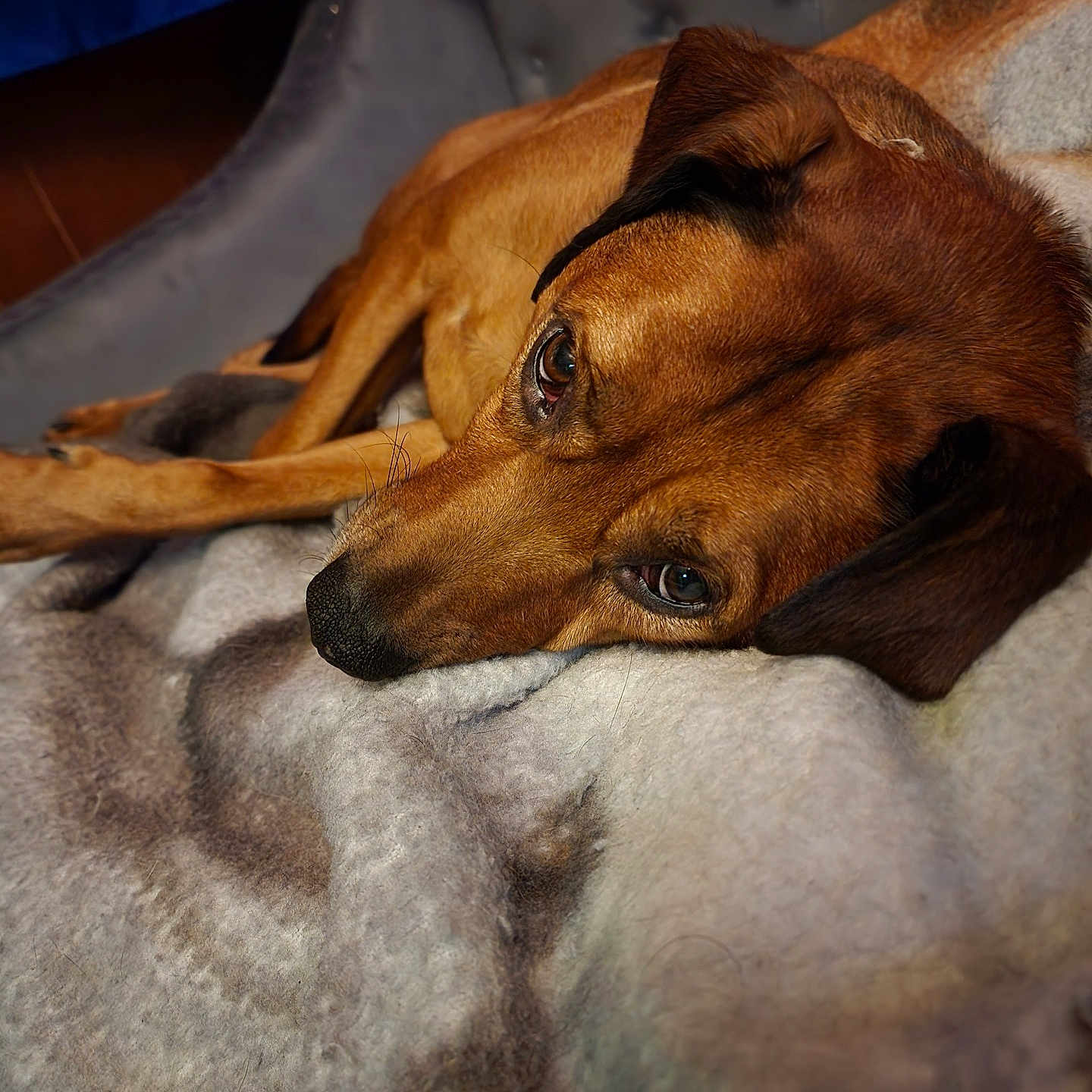 Harley joined the competition — help win amazing prizes! animal, blanket, brown_dog, canine, closeup, comfort, cozy, dog, ears, fur, indoors, laying_down, pet, portrait, relaxed, resting, sleepy, snout, soft_texture, warm_colors
