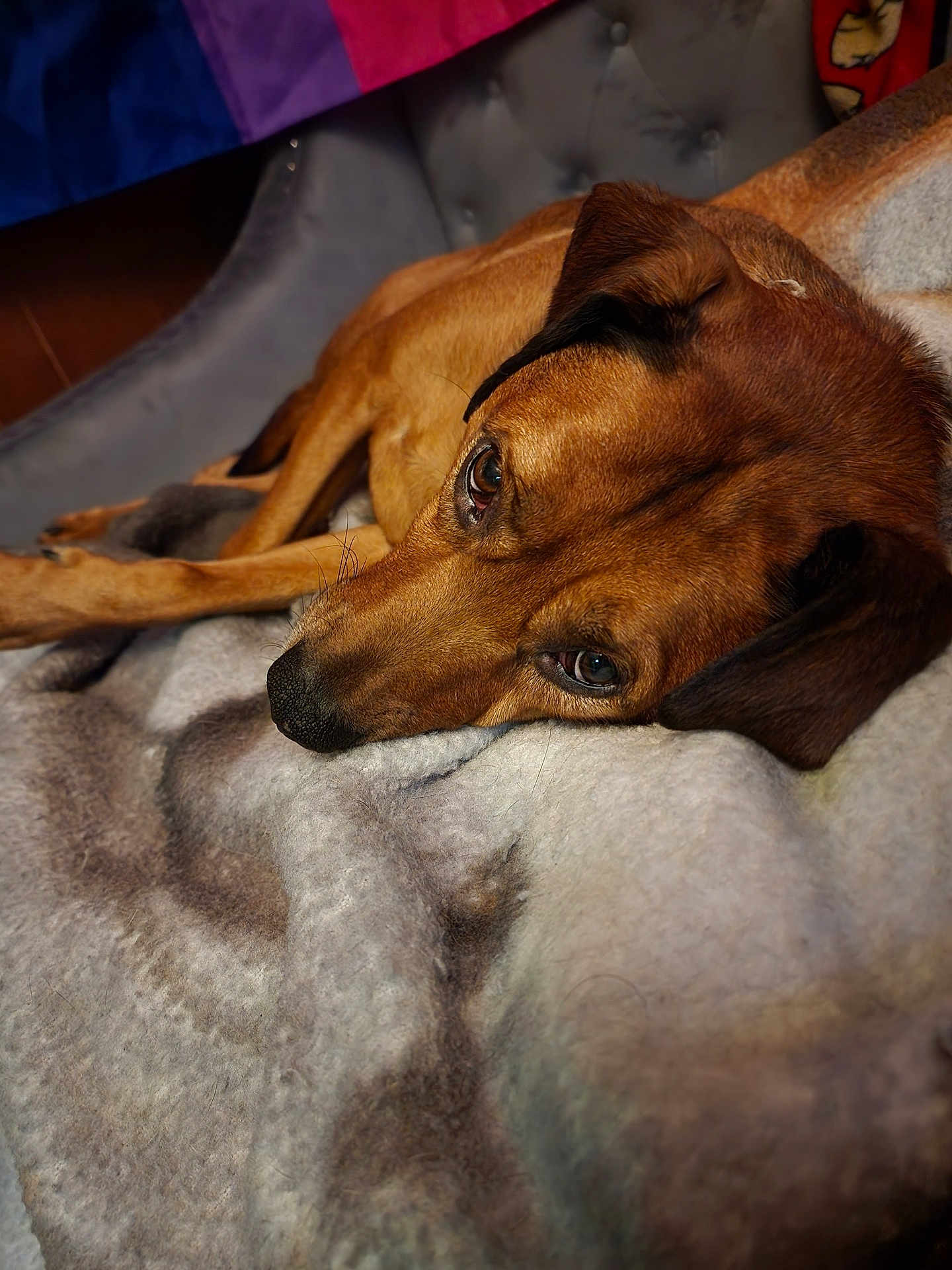 Harley joined the competition — help win amazing prizes! dog, brown_dog, blanket, resting, cozy, indoors, closeup, pet, fur, canine, laying_down, soft_texture, comfort, relaxed, animal, portrait, warm_colors, sleepy, ears, snout
