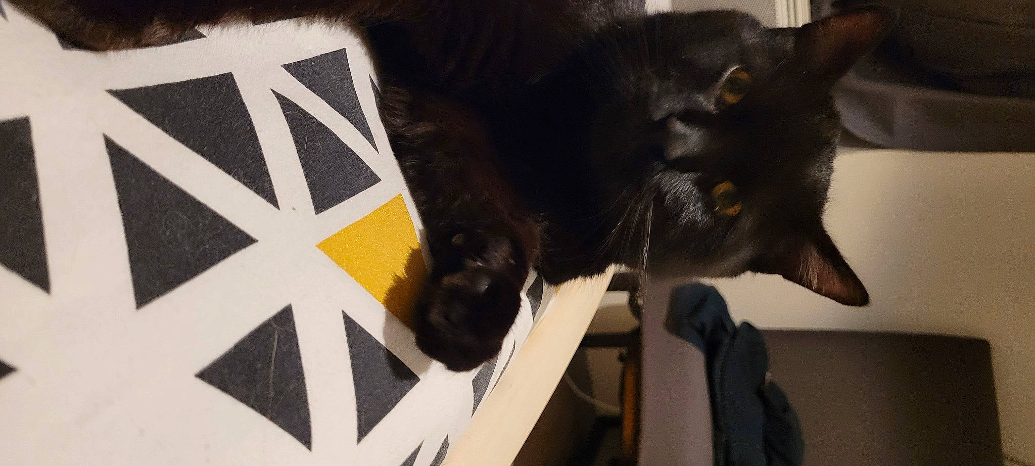 Bestiole participe au concours pour gagner de l'argent avec cette photo : black_cat, bombay, carnivore, cat, claw, domestic_short_haired_cat, felidae, fur, gesture, mammal, small_to_medium_sized_cats, snout, tail, whiskers