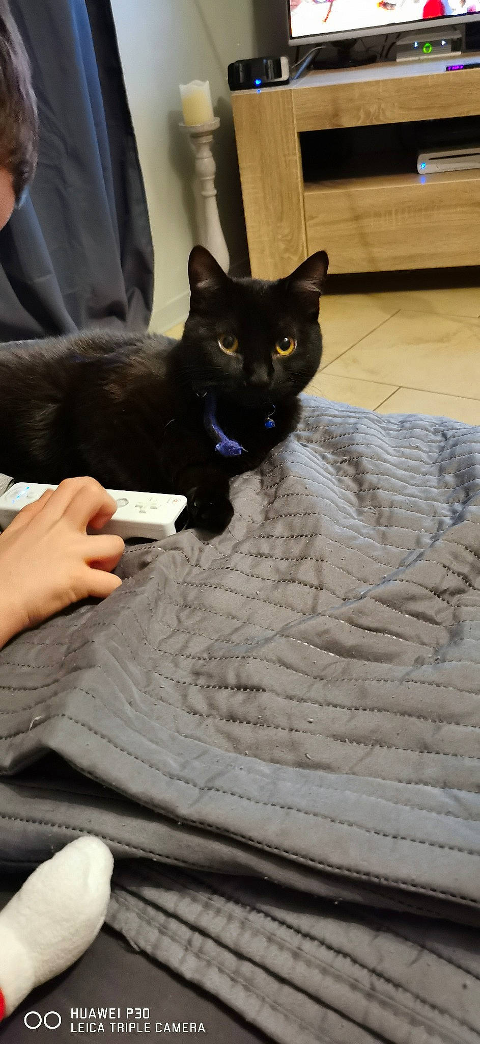 Bestiole a rejoint le concours — aidez-le/la à gagner de superbes lots ! black_cat, bombay, carnivore, cat, claw, comfort, domestic_short_haired_cat, felidae, flooring, formal_wear, fur, gesture, human_leg, lap, linens, sitting, small_to_medium_sized_cats, tail, tie, whiskers