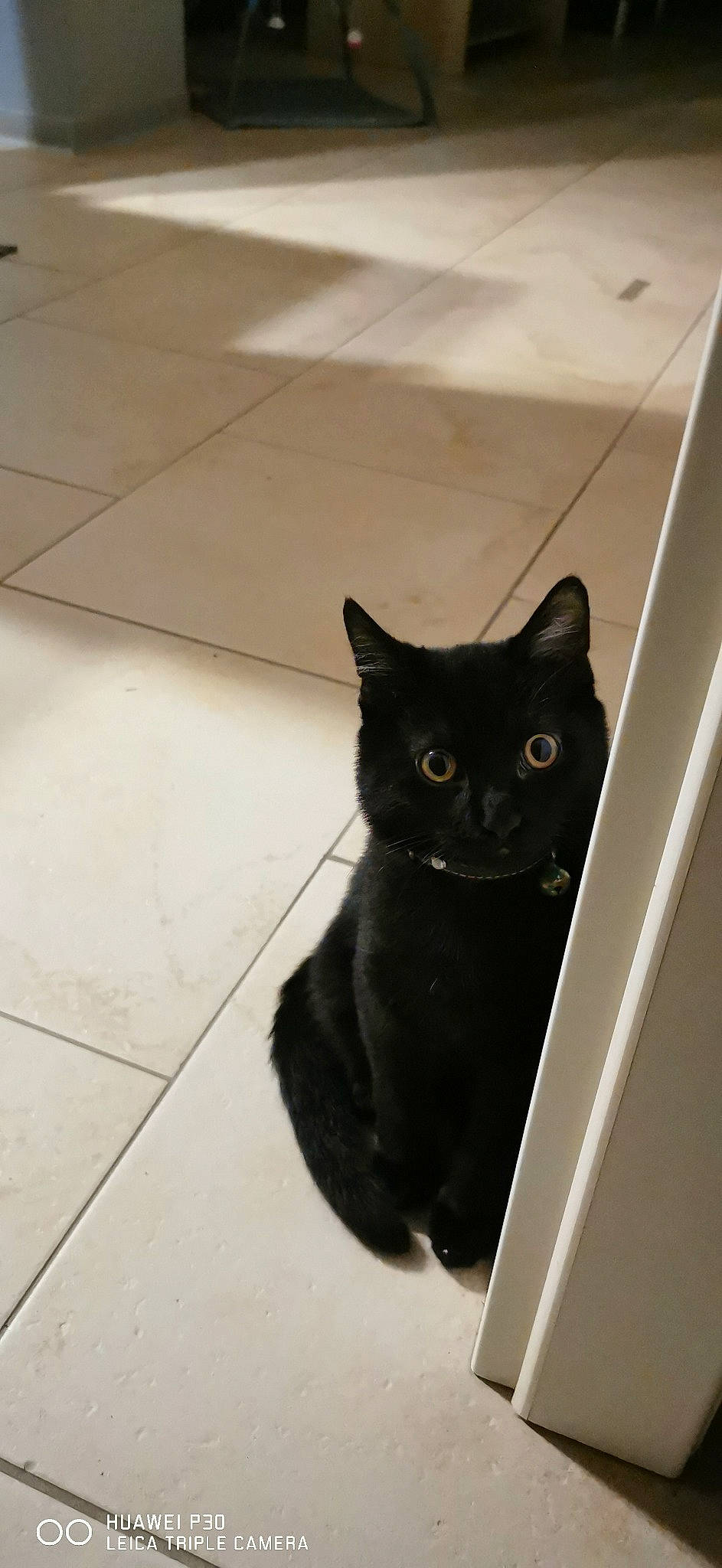 Bestiole a rejoint le concours — aidez-le/la à gagner de superbes lots ! black_cat, bombay, carnivore, cat, domestic_short_haired_cat, door, felidae, fixture, floor, flooring, fur, grey, hardwood, small_to_medium_sized_cats, snout, tail, terrestrial_animal, tile_flooring, whiskers, wood