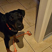 Rosa participe au concours pour gagner de l'argent avec cette photo : dog, black_dog, rope_toy, tile_floor, indoor, chair_legs, doorway, pet, animal, curious, paw, collar, brown_markings, playful, household, shadow, floor_tile, looking_up, domestic, canine