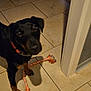 dog, black_dog, rope_toy, tile_floor, indoor, chair_legs, doorway, pet, animal, curious, paw, collar, brown_markings, playful, household, shadow, floor_tile, looking_up, domestic, canine