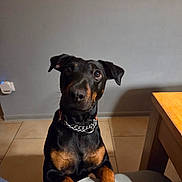 Rosa a rejoint le concours — aidez-le/la à gagner de superbes lots ! animal, black_and_brown, brown_paw, canine, chain_collar, collar, companion, curious, dog, domestic, ears_up, floor, fur, indoor, looking_up, paw, person_lap, pet, table, tile_floor