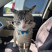 Oyuki is registered to the contest to win money with this photo: cat, blue_bow_tie, pet, car_interior, seat, sunlight, window, door_panel, curious, feline, whiskers, striped_fur, indoor, domestic_animal, animal, closeup, front_view, paw, collar, vehicle