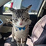 cat, blue_bow_tie, pet, car_interior, seat, sunlight, window, door_panel, curious, feline, whiskers, striped_fur, indoor, domestic_animal, animal, closeup, front_view, paw, collar, vehicle