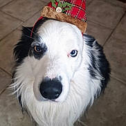 Bowie a rejoint le concours — aidez-le/la à gagner de superbes lots ! dog, black_and_white, christmas_hat, holiday, festive, indoor, tile_floor, pet, canine, fur, heterochromia, curious, looking_up, adorable, close_up, portrait, cute, fluffy, animal, holiday_season