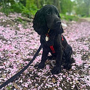 Zao participe au concours pour gagner de l'argent avec cette photo : dog, black_dog, puppy, pet, leash, harness, flower_petals, pink_petals, ground, outdoor, nature, greenery, trees, path, sitting, fur, ears, collar, leaf_litter, spring