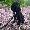 dog, black_dog, puppy, pet, leash, harness, flower_petals, pink_petals, ground, outdoor, nature, greenery, trees, path, sitting, fur, ears, collar, leaf_litter, spring