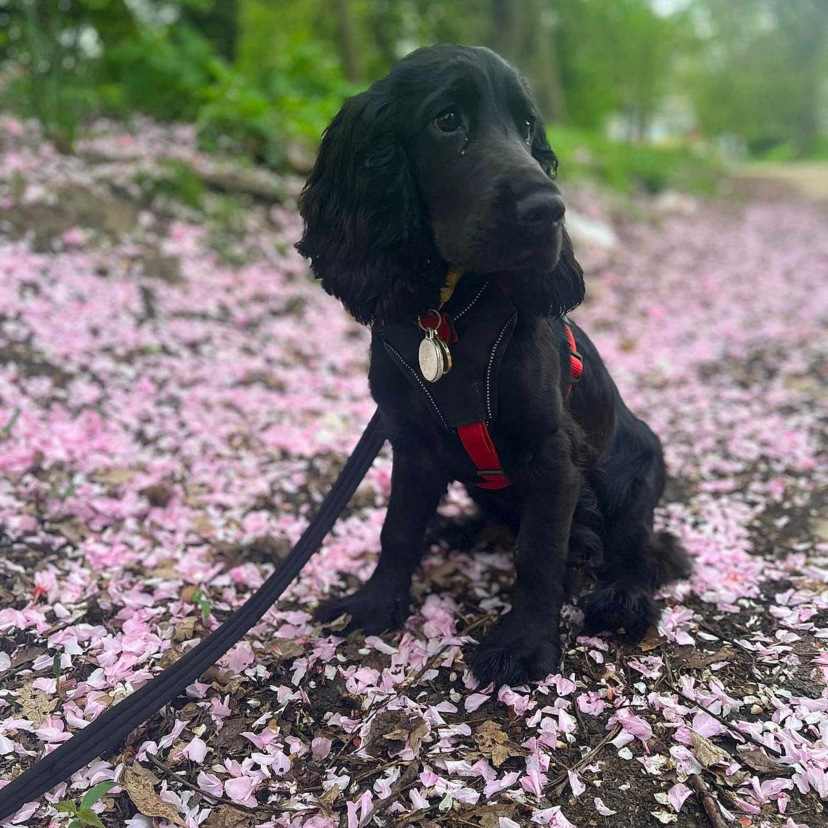 Zao participe au concours pour gagner de l'argent avec cette photo : dog, black_dog, puppy, pet, leash, harness, flower_petals, pink_petals, ground, outdoor, nature, greenery, trees, path, sitting, fur, ears, collar, leaf_litter, spring