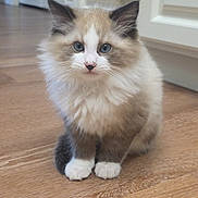 Fluffy joined the competition — help win amazing prizes! kitten, cat, blue_eyes, fluffy, indoor, wooden_floor, pet, animal, cute, fur, small, young, domestic_cat, whiskers, sitting, curious, close_up, household, adorable, feline