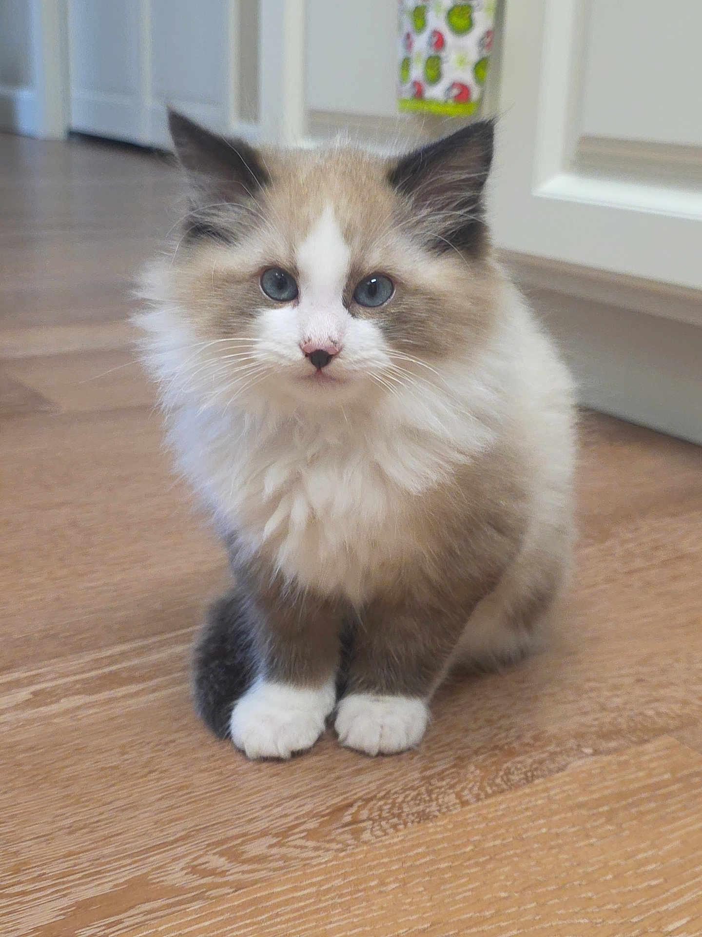 Fluffy joined the competition — help win amazing prizes! kitten, cat, blue_eyes, fluffy, indoor, wooden_floor, pet, animal, cute, fur, small, young, domestic_cat, whiskers, sitting, curious, close_up, household, adorable, feline