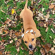 Bull participe au concours pour gagner de l'argent avec cette photo : dog, brown_dog, grass, fallen_leaves, outdoor, autumn, pet, animal, canine, ears_taped, tail_up, nature, playful, curious, looking_up, green_grass, leaf_litter, daylight, close_up, young_dog