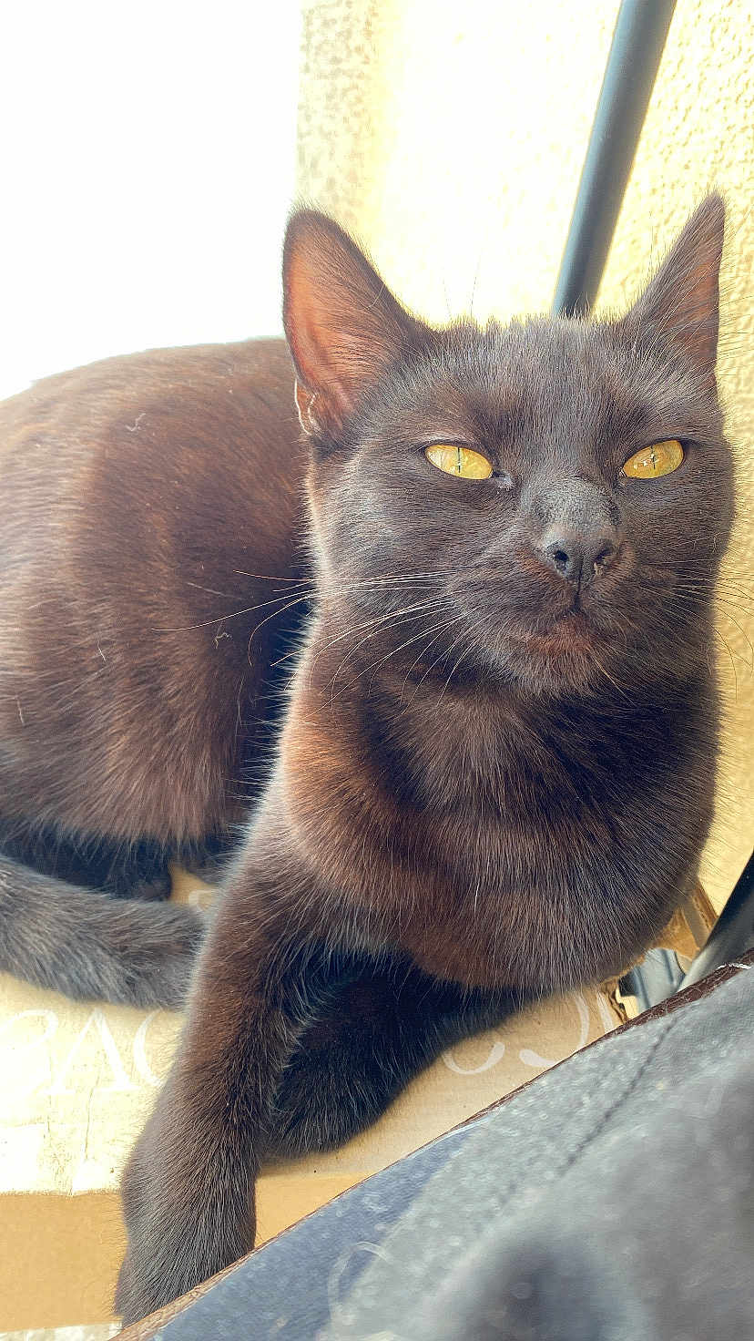 Lily a rejoint le concours — aidez-le/la à gagner de superbes lots ! cat, black_cat, feline, pet, animal, whiskers, fur, relaxed, sunlight, indoor, close_up, yellow_eyes, paw, resting, portrait, cute, domestic_cat, mammal, face, ears