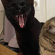 Lily a rejoint le concours — aidez-le/la à gagner de superbes lots ! black_cat, tabby_cat, cat, indoor, kitchen, counter, coffee_machine, appliance, feline, pets, animal, tongue, teeth, open_mouth, yawning, sitting, fur, whiskers, ears, power_outlet