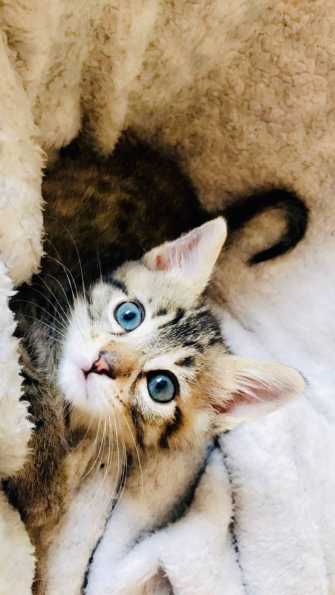 Mishka participe au concours pour gagner de l'argent avec cette photo : aegean_cat, american_wirehair, asian, carnivore, cat, claw, domestic_short_haired_cat, european_shorthair, eye, felidae, fur, german_rex, kitten, mammal, ojos_azules, paw, small_to_medium_sized_cats, snout, tabby_cat, whiskers