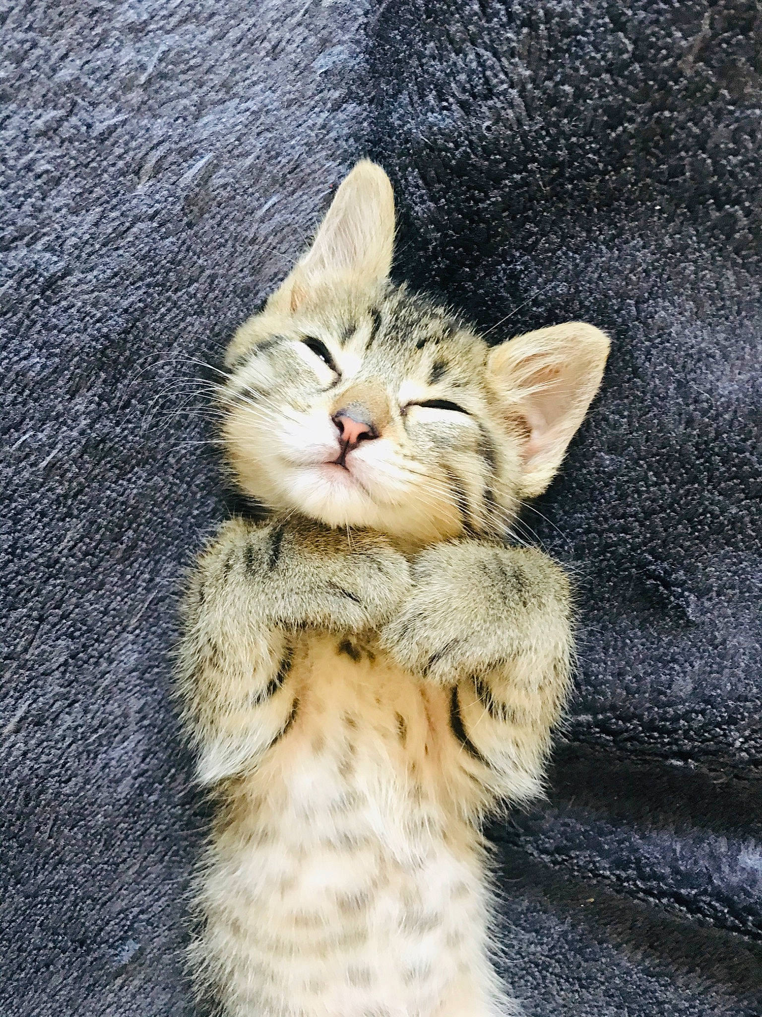 Mishka a rejoint le concours — aidez-le/la à gagner de superbes lots ! aegean_cat, american_wirehair, asian, carnivore, cat, claw, domestic_short_haired_cat, european_shorthair, fawn, felidae, fur, kitten, munchkin, paw, polydactyl_cat, small_to_medium_sized_cats, snout, tabby_cat, tail, whiskers