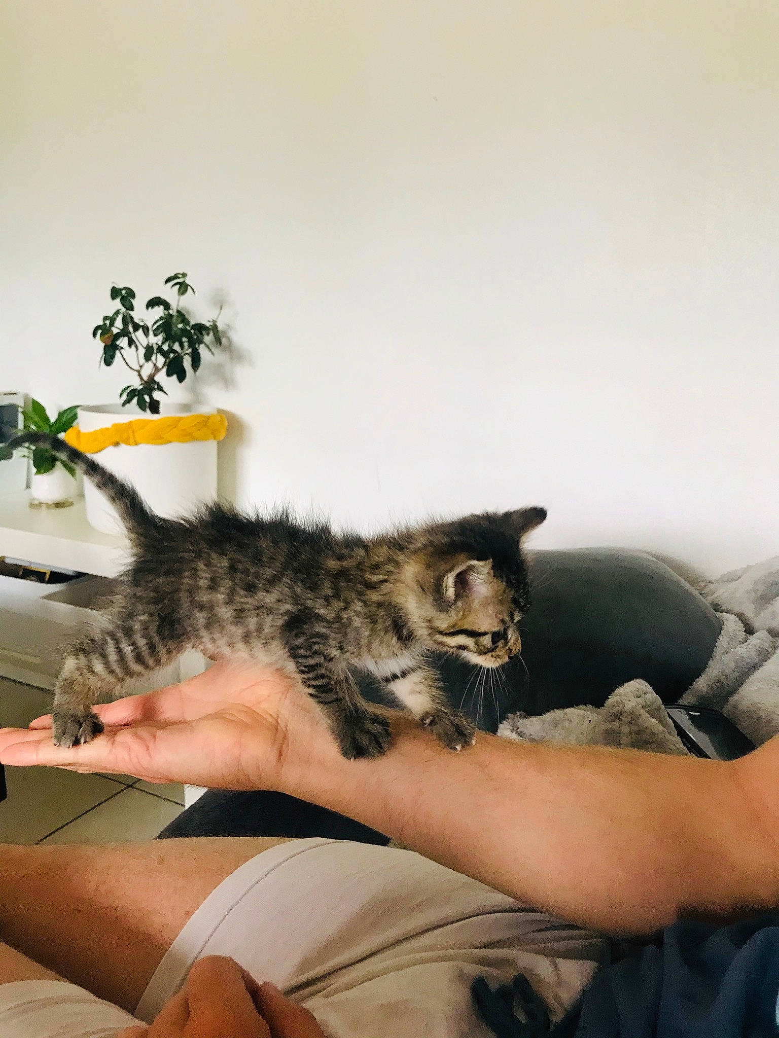 Mishka a rejoint le concours — aidez-le/la à gagner de superbes lots ! asian, carnivore, cat, domestic_short_haired_cat, dragon_li, european_shorthair, felidae, kitten, maine_coon, mammal, pixie_bob, small_to_medium_sized_cats, tabby_cat, whiskers