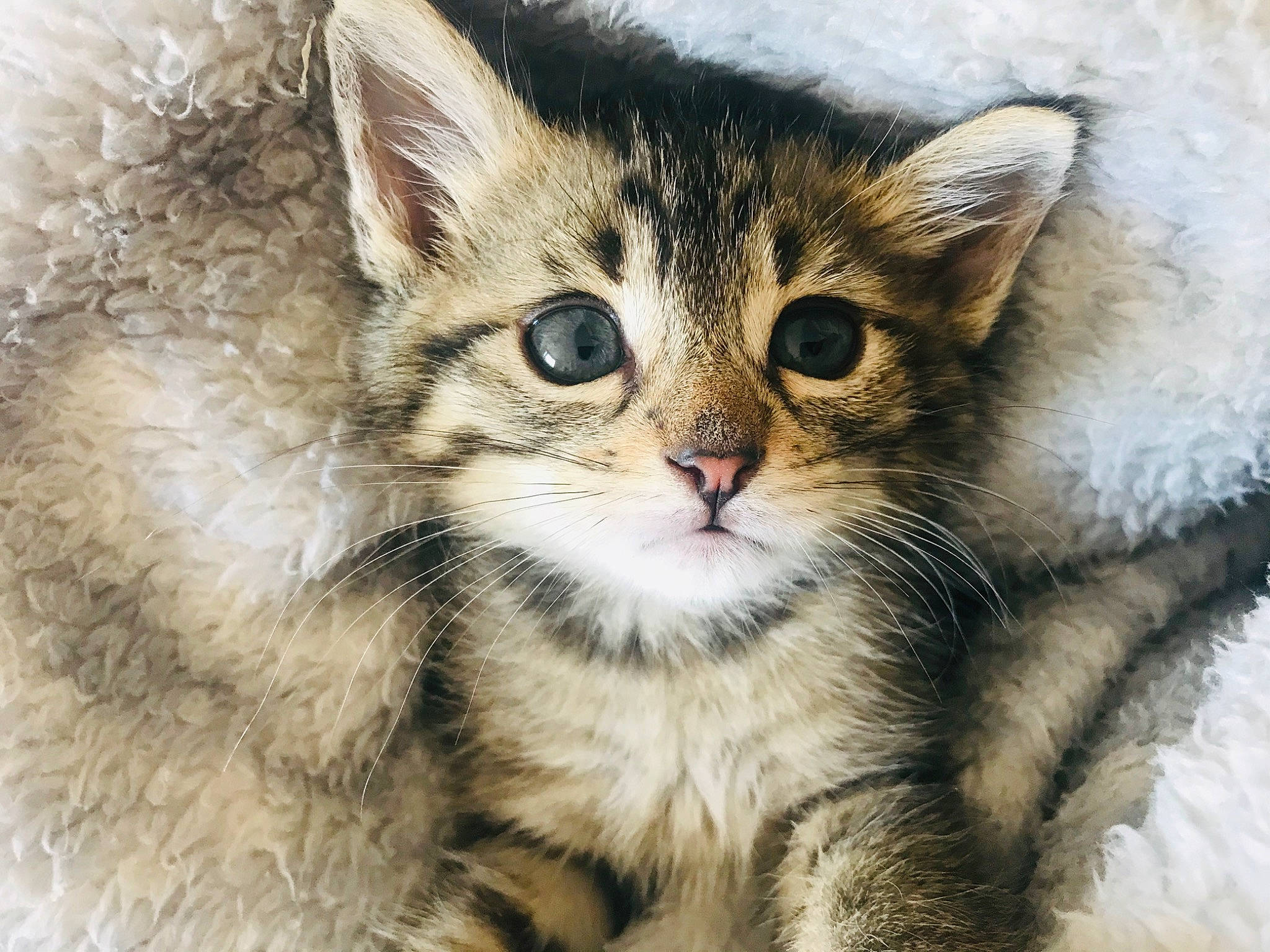 Mishka participe au concours pour gagner de l'argent avec cette photo : aegean_cat, american_wirehair, asian, asian_semi_longhair, carnivore, cat, domestic_short_haired_cat, european_shorthair, felidae, kitten, mammal, pixie_bob, siberian, small_to_medium_sized_cats, snout, somali, tabby_cat, vertebrate, whiskers, wild_cat