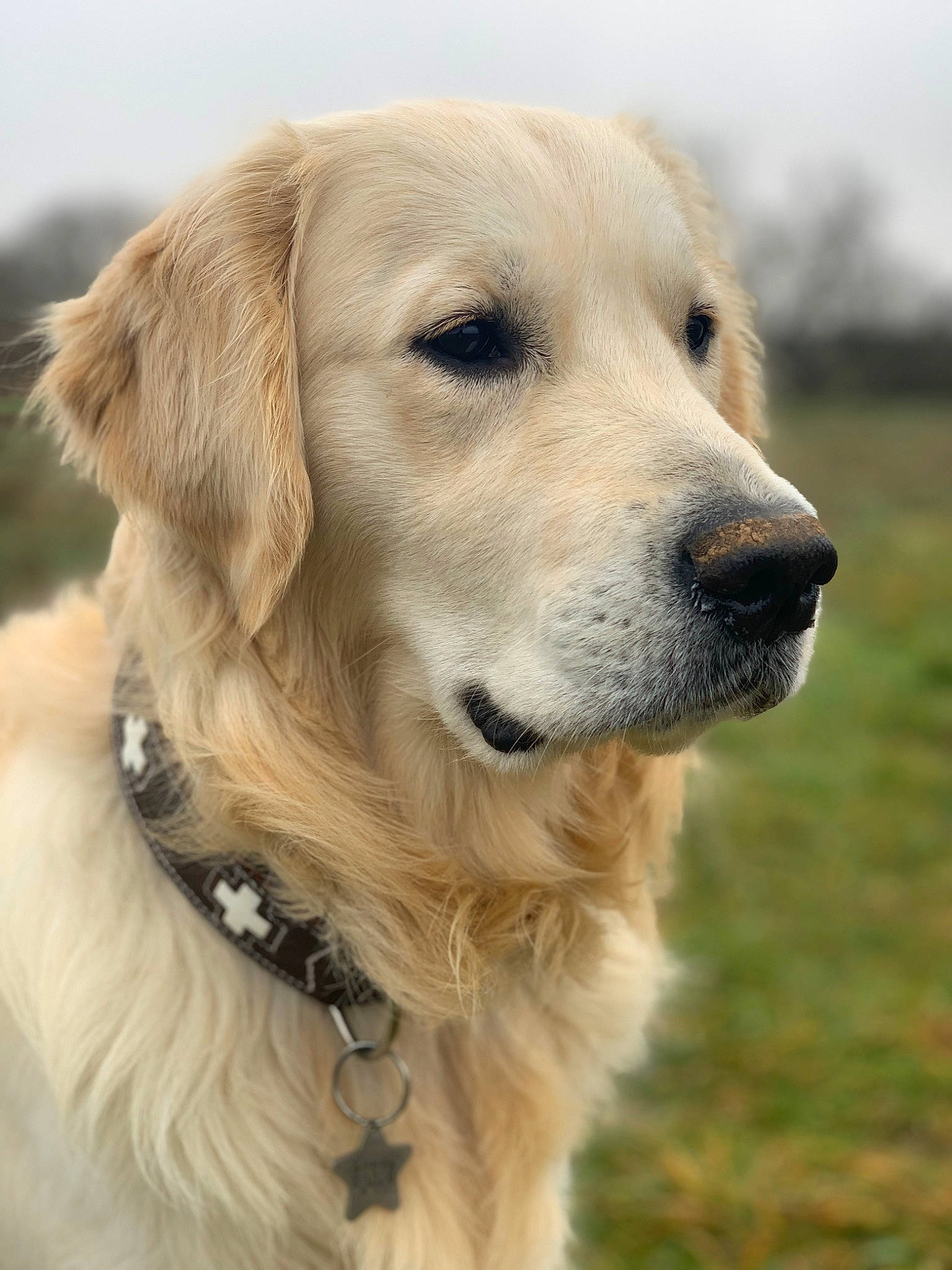 Apollo a rejoint le concours — aidez-le/la à gagner de superbes lots ! canidae, carnivore, collar, companion_dog, dog, dog_breed, dog_collar, fawn, fur, golden_retriever, grass, gun_dog, labrador_retriever, plant, snout, sporting_group, terrestrial_animal, whiskers, working_animal, working_dog