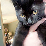 Rosie is registered to the contest to win money with this photo: black_cat, cat, pet, animal, yellow_eyes, close_up, indoor, hand, person, feline, fur, portrait, domestic_animal, face, whiskers, cozy, home, living_room, flower, decor