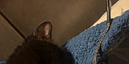Rosie is registered to the contest to win money with this photo: black_cat, sleeping, tongue_out, blue_blanket, charging_cable, phone, indoor, close_up, feline, pet, cozy, resting, fur, whiskers, ears, domestic_animal, cute, animal, relaxing, soft_surface