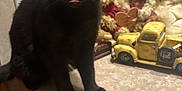 Rosie is registered to the contest to win money with this photo: animal, black_cat, brown_background, cat, closeup, collectibles, countertop, curious, cute, decor, domestic_cat, feline, indoor, pet, playful, teddy_bears, tongue_out, toy_truck, vintage_toys, wood_surface
