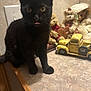 Rosie is registered to the contest to win money with this photo: black_cat, cat, tongue_out, countertop, vintage_toys, teddy_bears, toy_truck, indoor, curious, pet, feline, playful, decor, collectibles, animal, cute, closeup, domestic_cat, brown_background, wood_surface