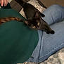 Rosie is registered to the contest to win money with this photo: black_cat, cat, pet, animal, indoor, person, jeans, green_shirt, lap, yellow_eyes, feline, playful, blurred, curious, resting, bed, blanket, home, casual, cozy